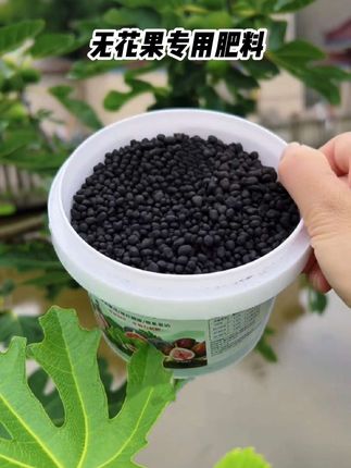 当无花果长出这样的小果实时,就要及时补充养分了,后期结的果实才大又多#无花果#肥料#施肥 #果树种植 #无花果