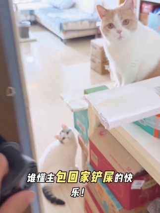 买了包不后悔系列!宠物宝宝家里都能用的香氛,植物提取更安心 #萌宠好物 #养猫新手 #香氛