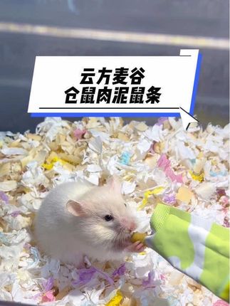 让鼠鼠闻着味就乖乖跑来的鼠条#云方麦谷 我家鼠子库库旋,根本停不下来,快给你家鼠鼠试试吧, #新手养鼠攻略 #鼠鼠挑食 #仓鼠 #仓鼠零食
