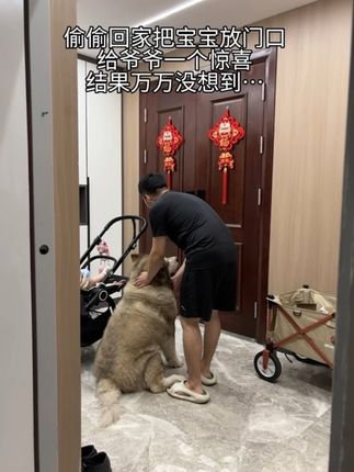🐶:你俩真多余整这一出!😓 #反转 #萌娃和萌宠