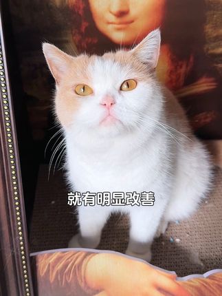 千万别把打喷嚏小事情拖成大问题!#猫鼻支 #猫鼻支疱疹