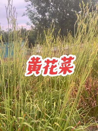 黄花菜怎么做好吃?#田间地头走一走 #我的乡村生活 #把家乡的味道分享给大家 #内容启发搜索 @DOU+小助手 @芬姐