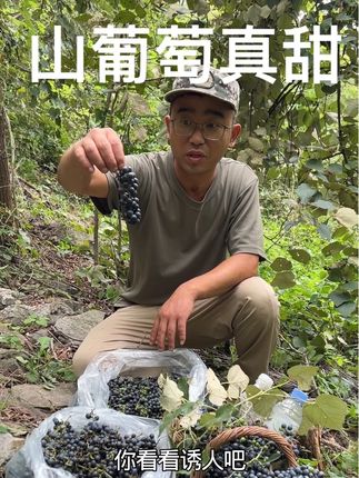 #大自然的馈赠 #山葡萄 今天发现的山葡萄真甜