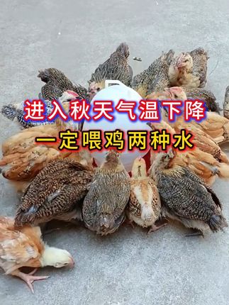 立秋后气温下降一定给鸡喂这两种水 #养鸡妙招 #鸡鸭鹅养殖 #养殖场