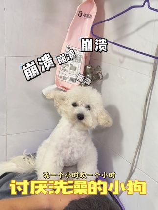 还好昨天带团子出去疯玩了,今天的上海又阵雨🌦️ #家有傻狗 #萌宠出道计划 #比熊 #小狗自由的奔跑