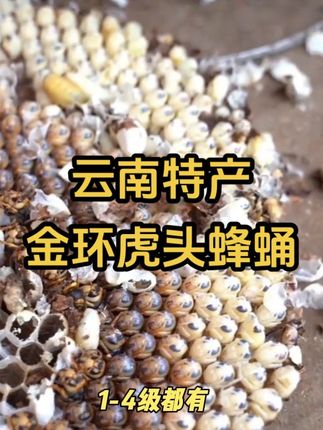 又到了吃蜂蛹的季节了,云南特产野生金环虎头蜂蛹一到四级都有货,小黄车选购,顺丰包邮