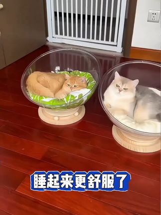 这个太空舱猫窝实在是太实用了,实木底座球形的设计,符合猫咪的身体曲线,底部还有木质的逗猫球,猫咪既能睡觉又能自嗨,而且摆在家里也很好看,四季都通用,快给毛孩子安排一个#养宠进阶指南 #萌宠出道计划 #太空舱猫窝 #猫窝 #猫咪用品
