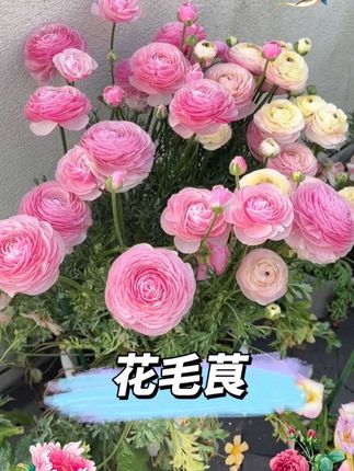 #花毛茛种球 #花毛茛 #花毛茛芹叶牡丹 #花卉绿植 #爱生活爱养花