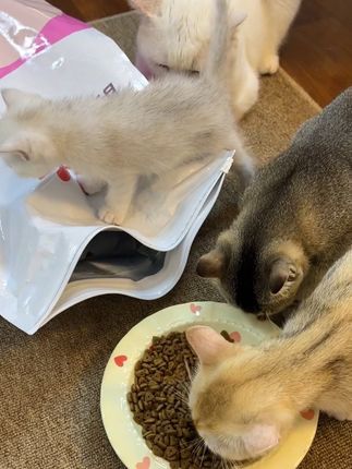做的不只是好猫粮,还是一款公益粮,所以价格这么低让好多猫都能吃得好 #强烈推荐 #猫粮 #超便宜超划算 #醇粹猫粮救助流浪猫 #新手养猫