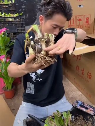 #朱顶红种球 花孔雀朱顶红种球盆栽重瓣易养护爆花强特价,好看实惠#好物推荐🔥 #超便宜超划算 #种球盆栽 #朱顶红 @DOU+小助手 @DOU+上热门