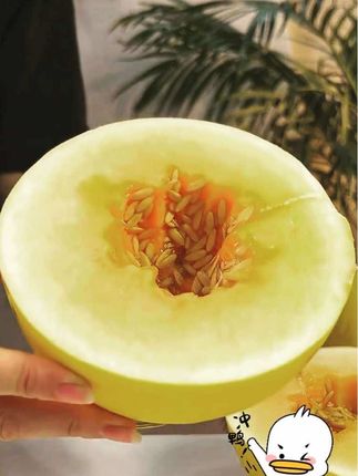 我敢说你肯定没吃过这么甜的瓜!这个来自甘肃民勤的蜜瓜,生长在沙漠边缘,日照充足昼夜温差大,所以特别香甜多汁,自然成熟的特 #民勤蜜瓜 #甜瓜 #当季水果 #一口爆汁 #蜜瓜