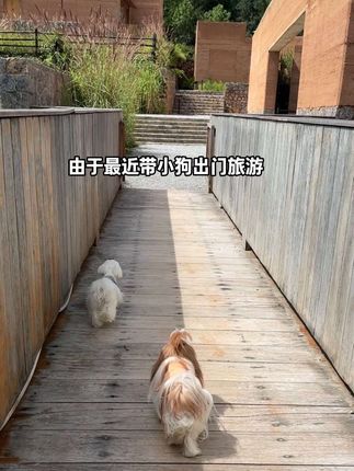 一边解馋一边保护狗狗关节的冻干零食来咯 #狗狗关节养护 #狗狗冻干零食 #狗狗零食推荐 #狗狗软骨素 #狗狗关节磨损
