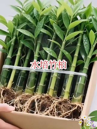 #水培竹柏 #花卉绿植 #绿植盆栽 #养花 #净化空气