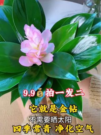 金钻盆栽9块9发2盆 #大叶金钻绿植 #室内盆栽