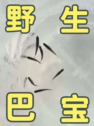 野生巴宝发货啦!! #野生巴宝 #野生宝莲灯