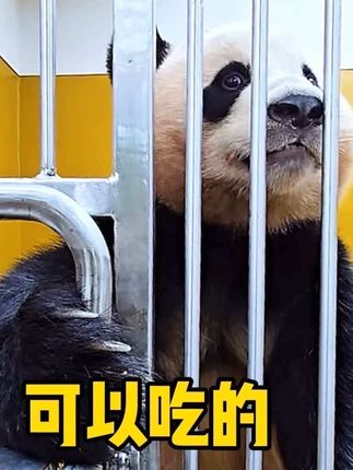 辉宝又不肯吃窝头哒哒哒咬牙,宋爷爷哎一古,小祖宗快吃点吧~#睿宝辉宝 #爱宝双胞胎