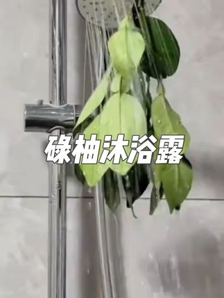 可以你不是广东人,不知道碌柚叶的含金量,用澳雪家沐浴露洗完澡,整个人都神清气爽了#澳雪 #碌柚叶 #沐浴露#洗护好物 #洗护好物