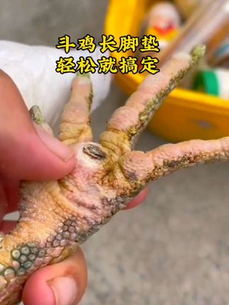 #斗鸡#斗鸡文化#斗鸡爱好者#斗鸡养殖#高质量斗鸡