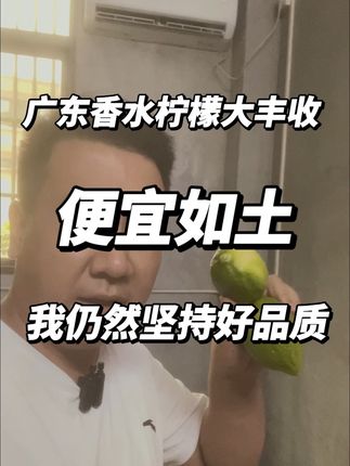广东香水柠檬大丰收,便宜如土,我仍然坚持高品质 #优质农产品 #广东香水柠檬