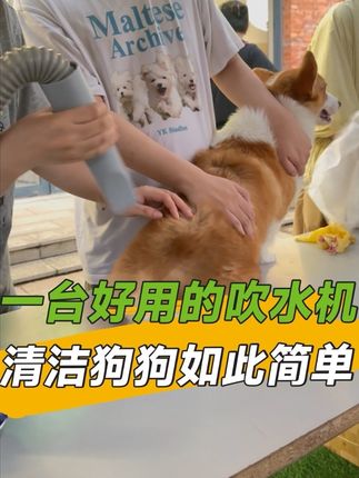 一台好用的吹水机,清洁狗狗如此简单#抖in萌宠计划 #艾主人吹水机