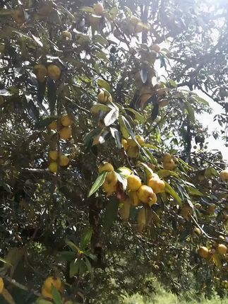 阳光洒在树梢,金果累累,满眼都是丰收的喜悦!🌳🍊 ,农村生活原来这么治愈,快来感受这份大自然的馈赠吧~ ,#金果映辉 #夏天的味道 #我的农村生活