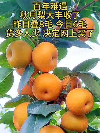 秋月梨上市了,果园现摘现发,新鲜采摘,香甜多汁!#秋月梨 #梨子 #梨 #新鲜应季水果 #水果
