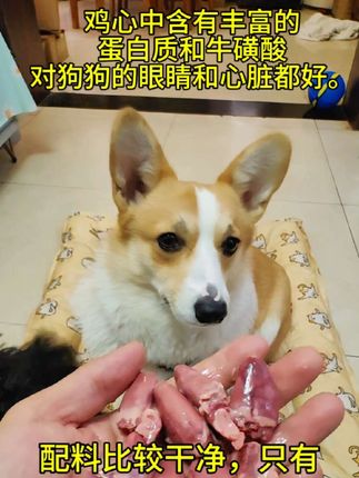鸡心中含有丰富的蛋白质和牛磺酸,对狗狗的眼睛和心脏都很好,快给你家宝子也安排点吧#萌宠好物