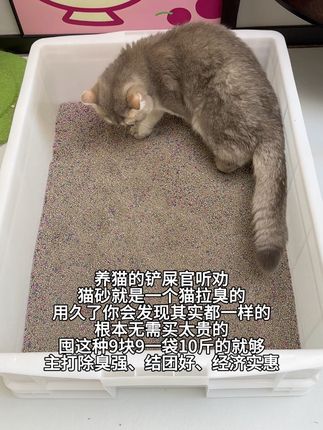 猫砂用久了都一个样,就是一个猫拉臭臭的东西,所以根本不用买太贵的,经济实惠好用就行#萌宠 #养猫的应该都懂吧 #养猫新手 #铲屎官日记 #猫砂