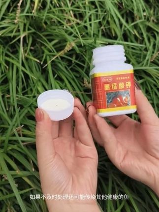 高锰酸钾水质净化消毒鱼缸金鱼乌龟水草观赏鱼鱼池开缸专用#轻松养鱼 #养鱼日记 #观赏鱼 #水族 #鱼七好物