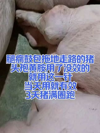 #养猪#所有养猪人#自繁自养#猪腿瘸