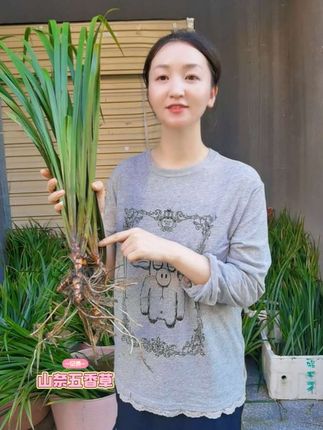 山柰,又称山奈、沙姜,是一种香料,有点类似我们常吃的生姜。它具有独特的香气和辛辣味,能为菜肴增添浓郁的风味。 #炖肉料 #五香草 #贵州调料 #山奈 #牛羊肉火锅