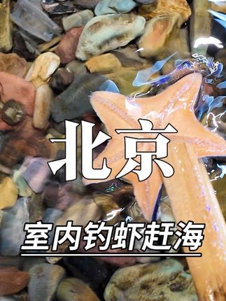 不用去三亚,藏在北京人家门口的室内赶海乐园给大家找到了 #钓虾工场#在北京市中心捉海星章鱼和河豚#在市中心体验真正海水赶海的乐趣#周末带娃的正确打开方式#今天赶海收获一览