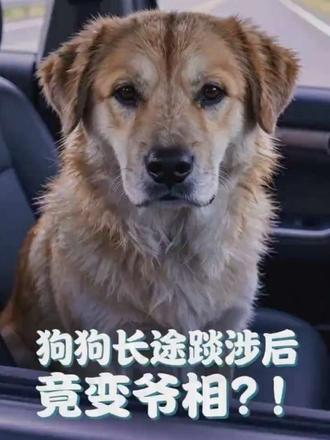 坐了十几个小时长途车,小狗从元气满满直接变成沧桑厌世脸,眼神都呆滞了,又心疼又好笑~