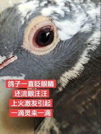 #种鸽 #信鸽赛鸽 #养鸽人 #宠爱有鸽