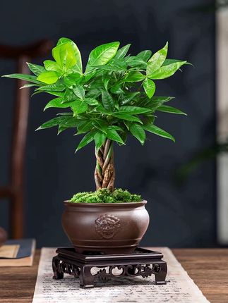 #发财树 #发财树盆栽 #适合室内养的绿植