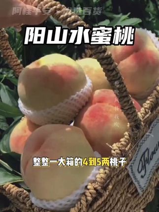 正宗白凤无锡阳山水蜜桃皮薄多汁新鲜水果应季桃子官方店 #应季水果 #桃子特别甜 #强烈推荐