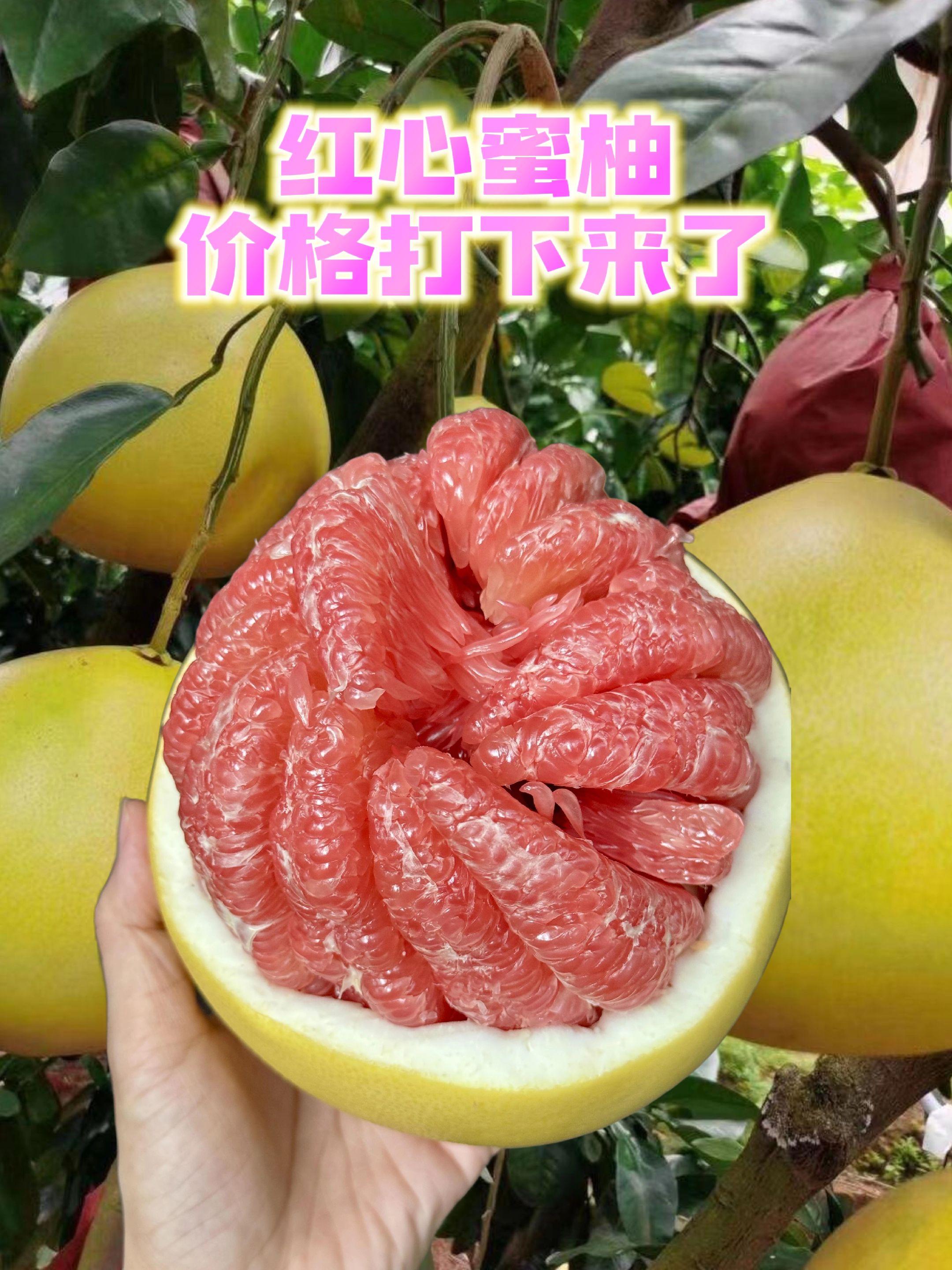 秋天的一个个红心蜜柚你吃了吗。#董老师#董老师推荐#红心蜜柚#平和琯溪蜜柚 #平和蜜柚