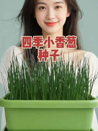 四季小香葱种子,简单易种,耐热耐寒,阳台小院都可以种#小香葱 #四季小香葱种子 #蔬菜种子 #阳台小院均可种植