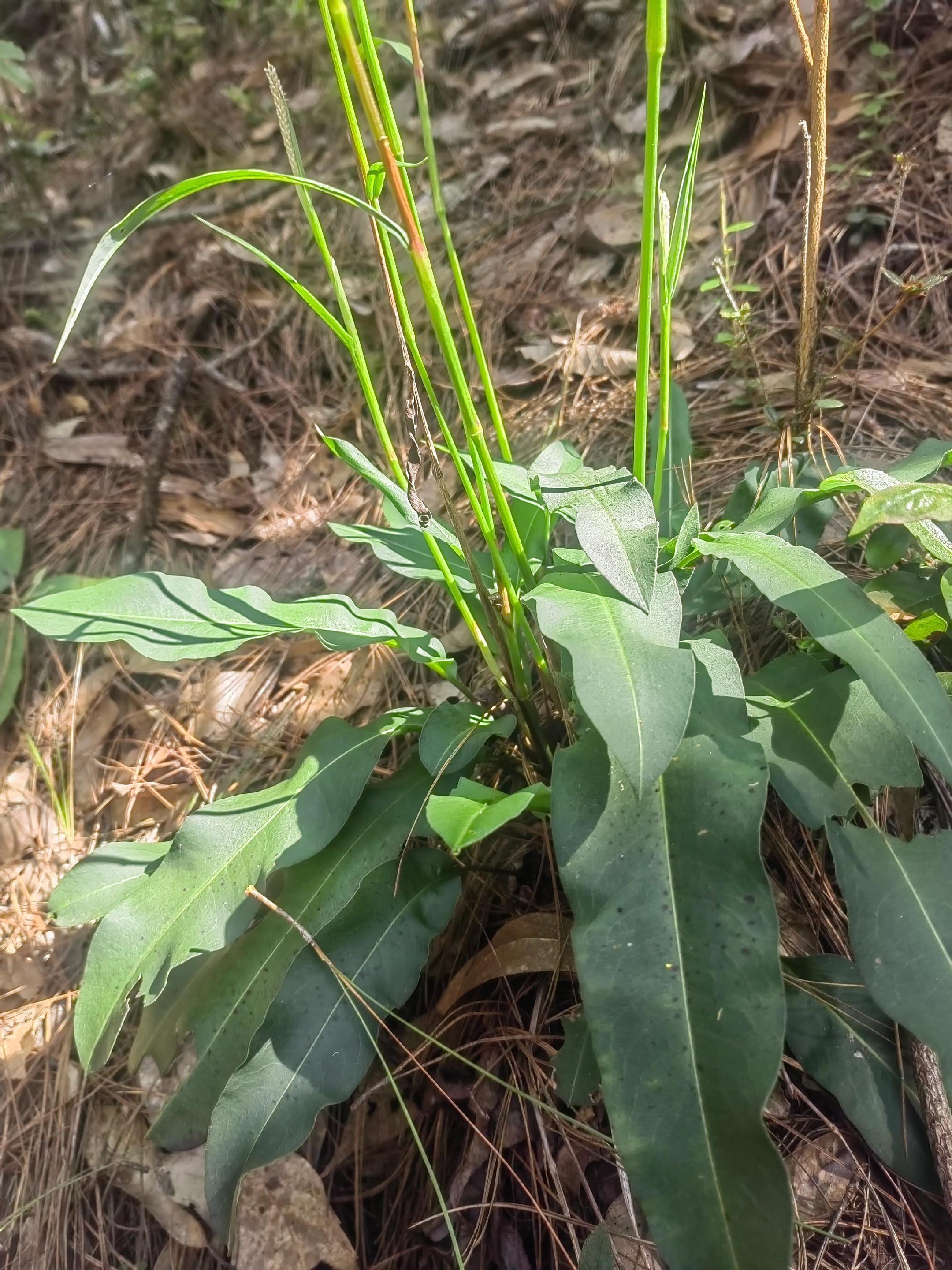 #草本植物 #山货 #珍贵药材 #绿色无公害农产品 :大山里的纯天然👉🤗🤗