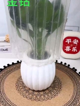 家里空气质量不好的,建议养一盆#金钻 ,又叫绿公主,一年四季常绿,特别好养,有水就能存活#室内绿植盆栽 #水培植物 #爱生活爱养花 #我的花花草草🌸🌸