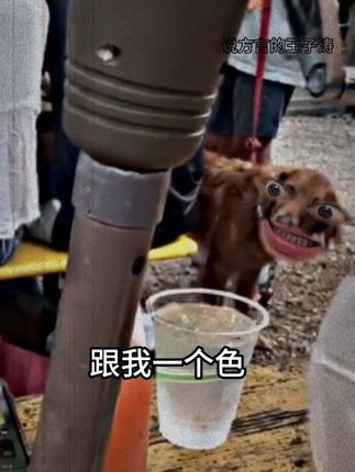 狗子第一次见外国友人 #狗狗的心思都写在脸上了 #搞笑配音 #山东方言 #山东话 #山东生活日记