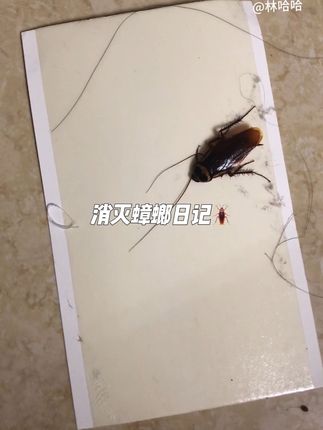 如果你也被蟑螂困扰,那一定要试试这个蟑螂贴,真的很好用!#蟑螂贴