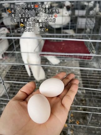鸽子蛋 动物人参🐦之称‼️ 早晨吃鸽蛋有惊人的好处👇 1.补充优质蛋白质 2.增加饱腹感 3.保护视力 4.提高记忆力 5.提高紧觉性 6.有助减肥 纯五谷杂粮🌾喂养 天然‼️健康‼️绿色 #鸽蛋 #营养丰富 #健康食品 #强烈推荐 #鸽子蛋