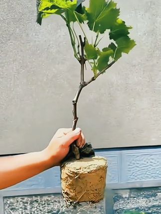 葡萄树苗带土带叶发货#葡萄树苗#优质种苗 #庭院种植