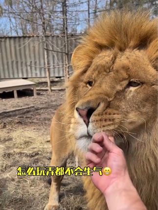 𝑱𝒘一孤小棉狼🐺