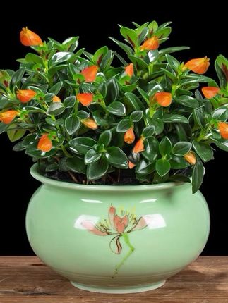 金鱼花盆栽花卉植物室内花四季常青开花美观挑选盆景植物客厅桌面#爱生活爱养花 #家庭种植 #好物推荐🔥 #家庭养花 #绿植盆栽