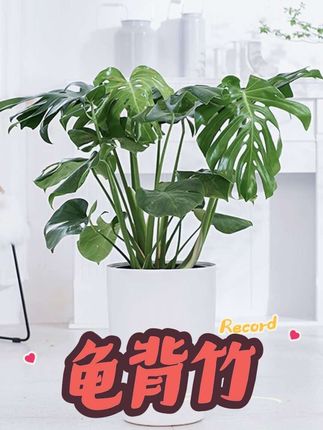 #创作者中心 #创作灵感 龟背竹 绿植室内客厅办公室清新#龟背竹 #绿植盆栽 #花卉绿植