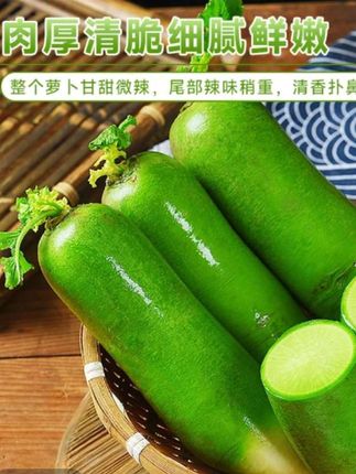 【潍坊直发】山东潍坊水果萝卜青萝卜沙窝萝卜脆甜可生吃现挖现发