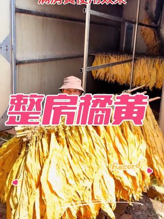 烤房专用满房黄#高老师讲烤烟 #满房黄少霉烂青筋挂灰 #烤烟种植技术与管理