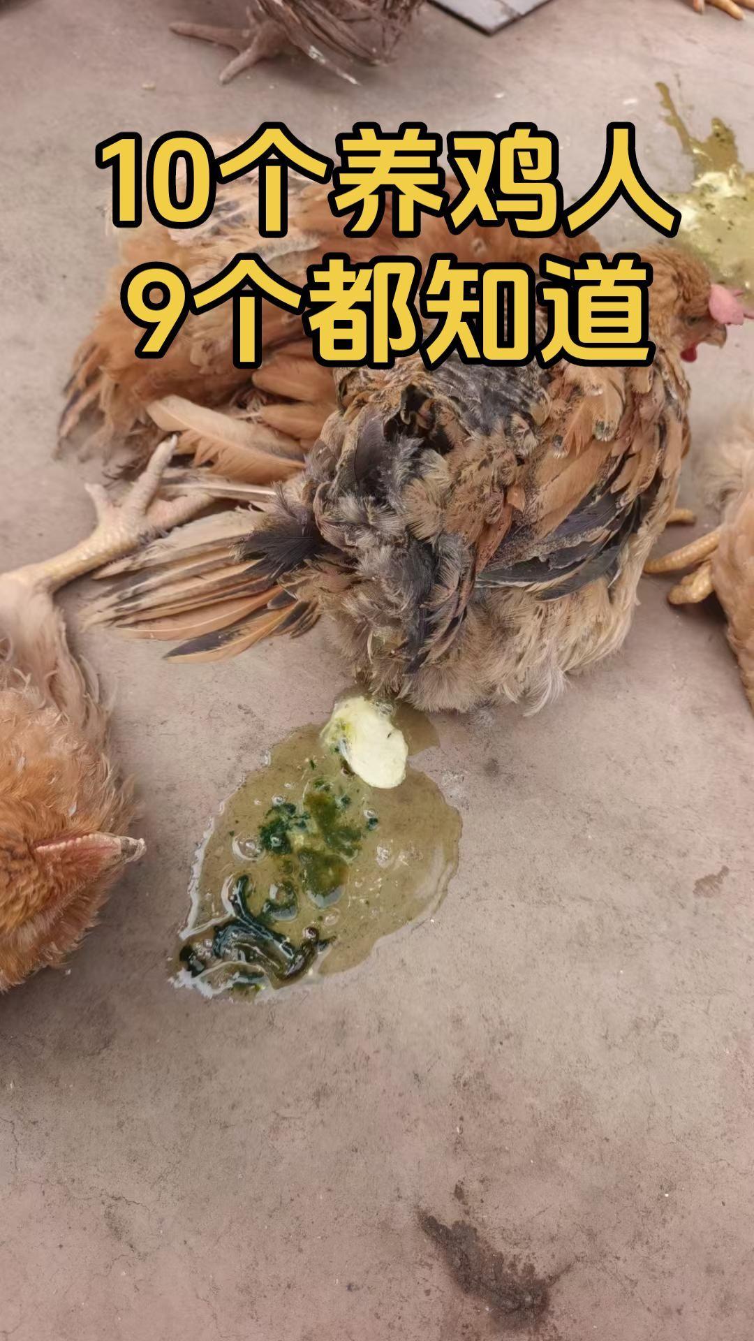 #家禽养殖#养鸡#三农#养鸡小妙招#鸡病防治